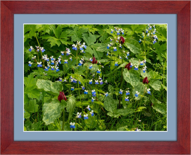 A springtime grouping of Red Trillium and Blue Eyed Mary flowers at Washington State Park, MO.  Available as a metal print, fine art print, canvas wrap, or mounted photographic print. 
McClusky Nature Photography